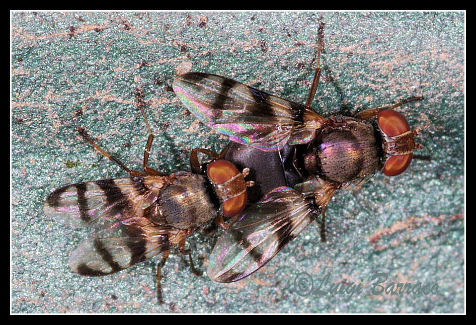 Ulidiidae, ma chi?
