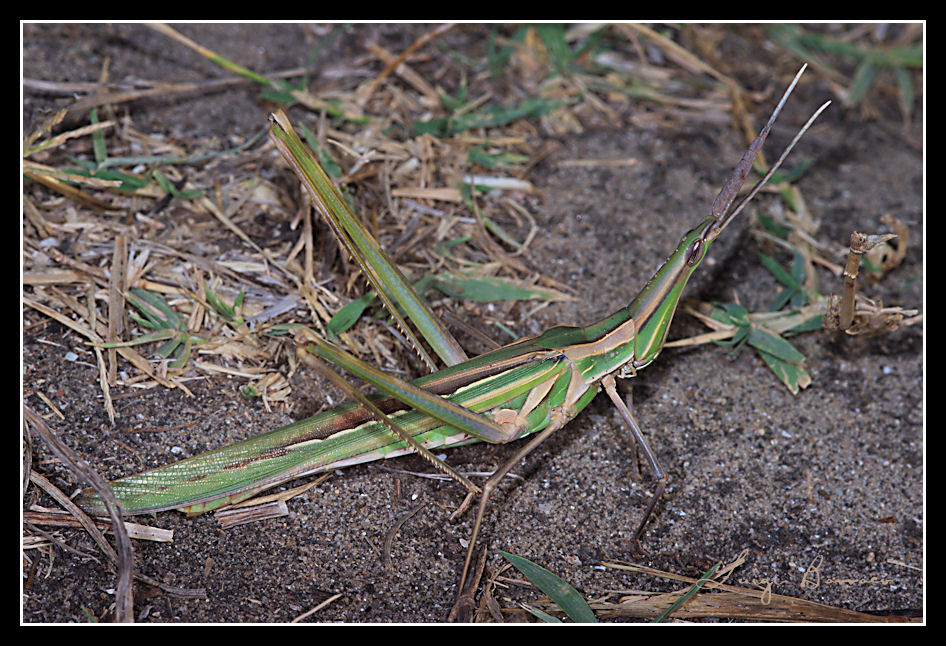 Acrida turrita..:No Truxalis nasuta