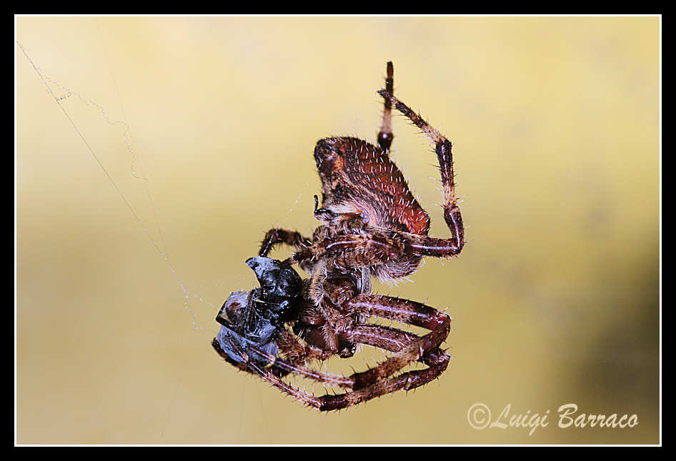 Araneus circe