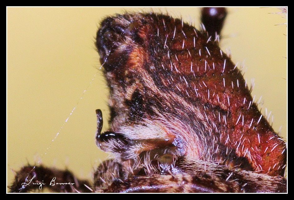 Araneus circe