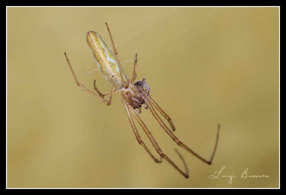 Tetragnatha