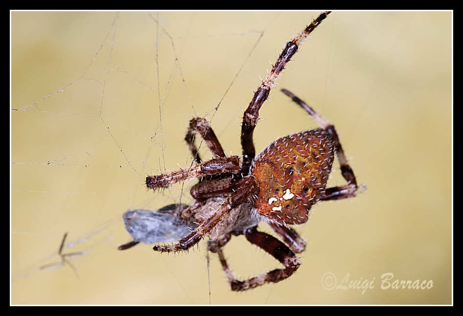 Araneus circe