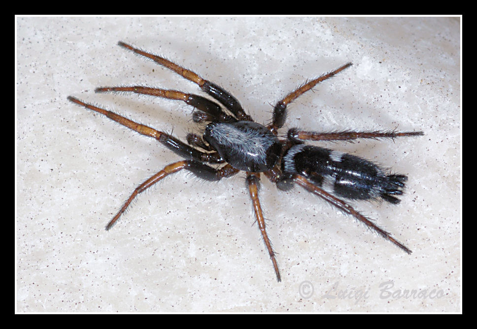 Aphantaulax sp.