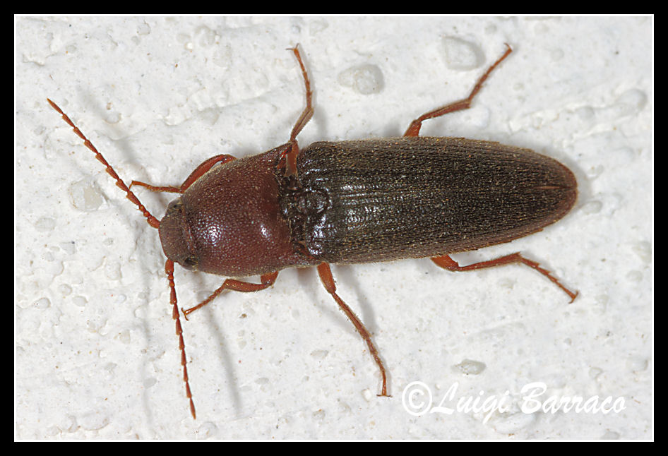 Elateridae