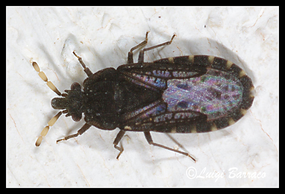 Aradus flavicornis
