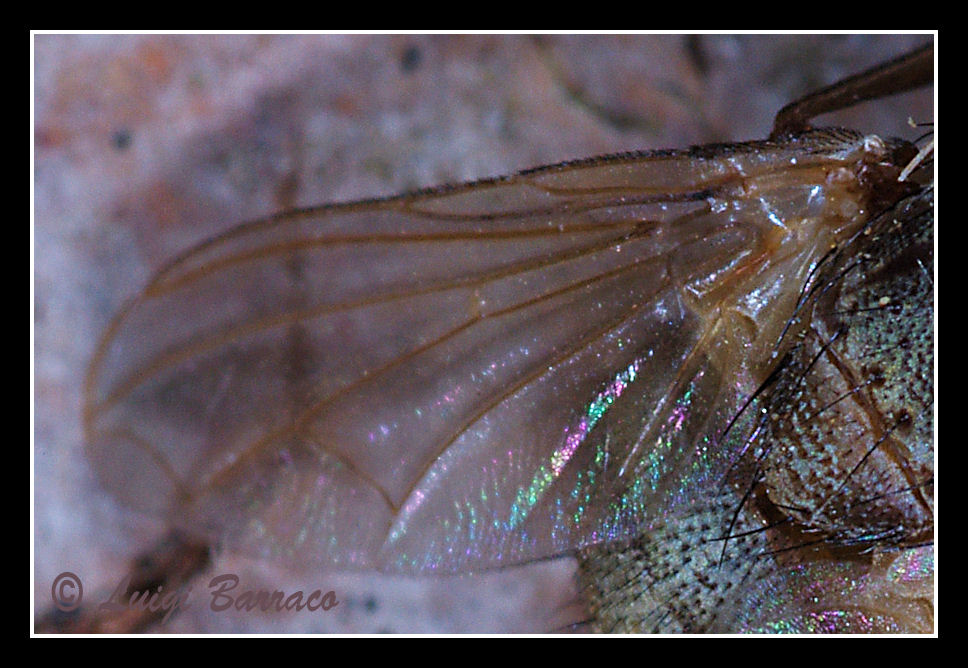 Dittero: Therobia leonidei