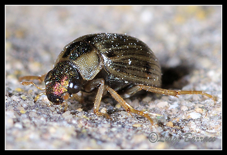 Coleotterino:Berosus (Berosus) luridus