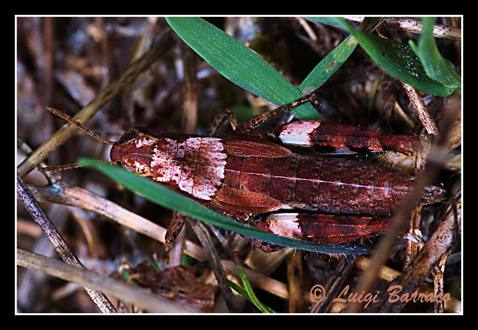 Acrididae: Pezotettix giornae