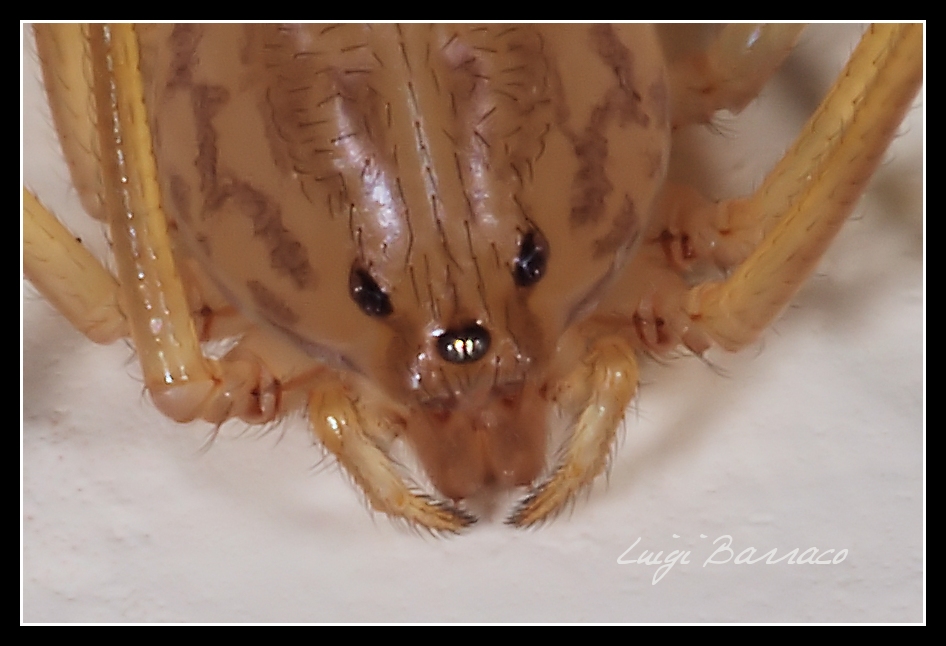 Scytodes sp.