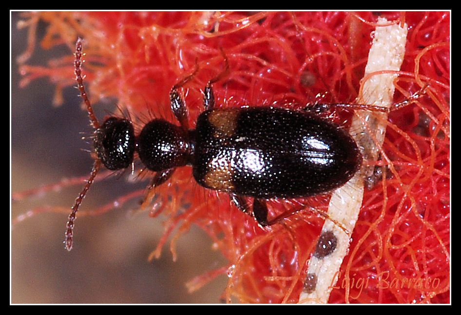 Cordicollis instabilis? no, Hirticomus hispidus!