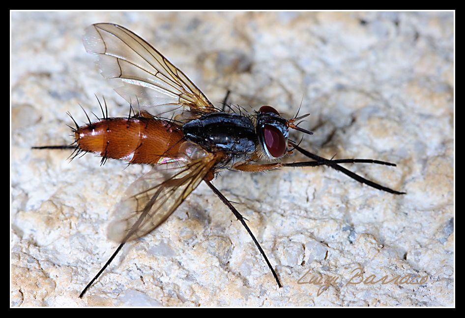 Tachinidae: Mintho sp.