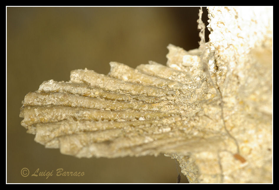 Pecten(??) in concio di calcarenite