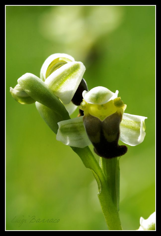 Prima uscita ad orchidee