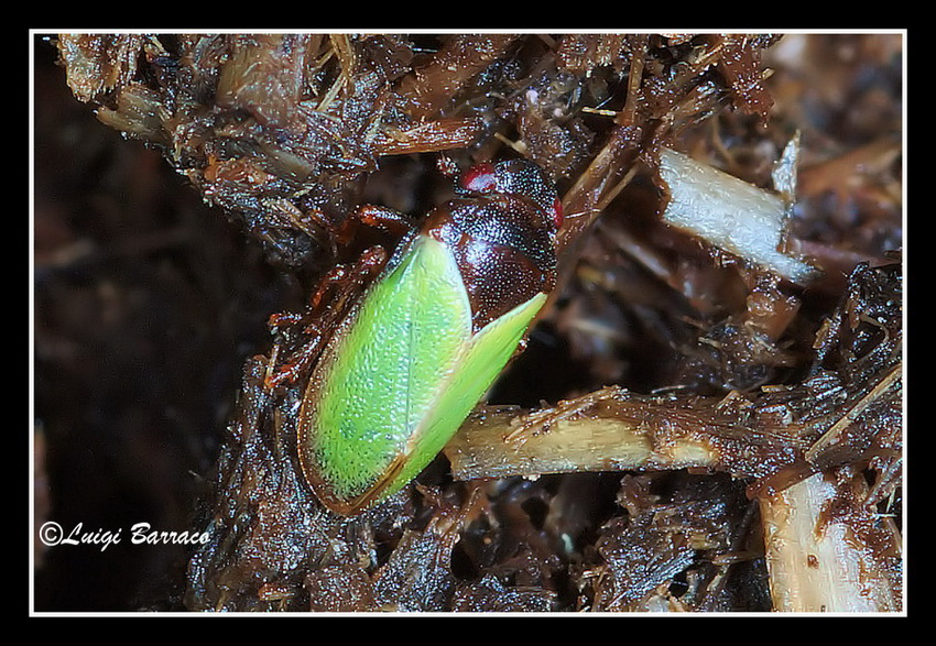 Tettigometra sp. e formiche