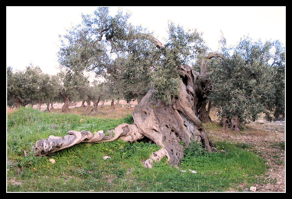 Ulivo in Sicilia Occidentale