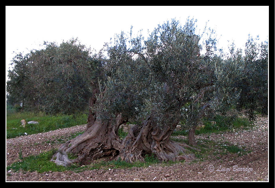 Ulivo in Sicilia Occidentale