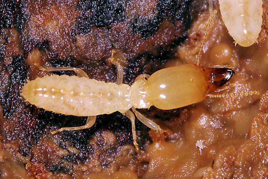 Reticulitermes lucifugus