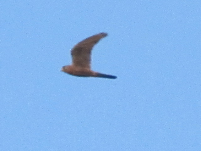 identificazione senza foto uccello 