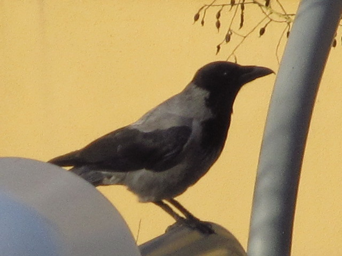 strana cornacchia