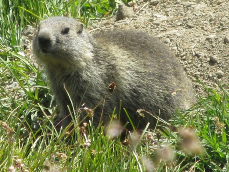 Marmotte, marmotte e ancora marmotte !!!