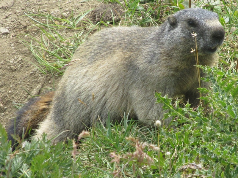 Marmotte, marmotte e ancora marmotte !!!