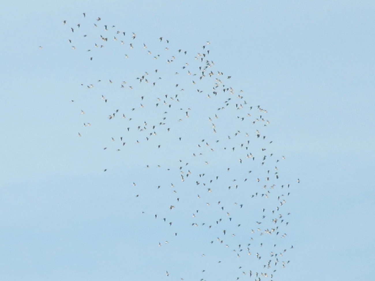 identificazione stormo uccelli
