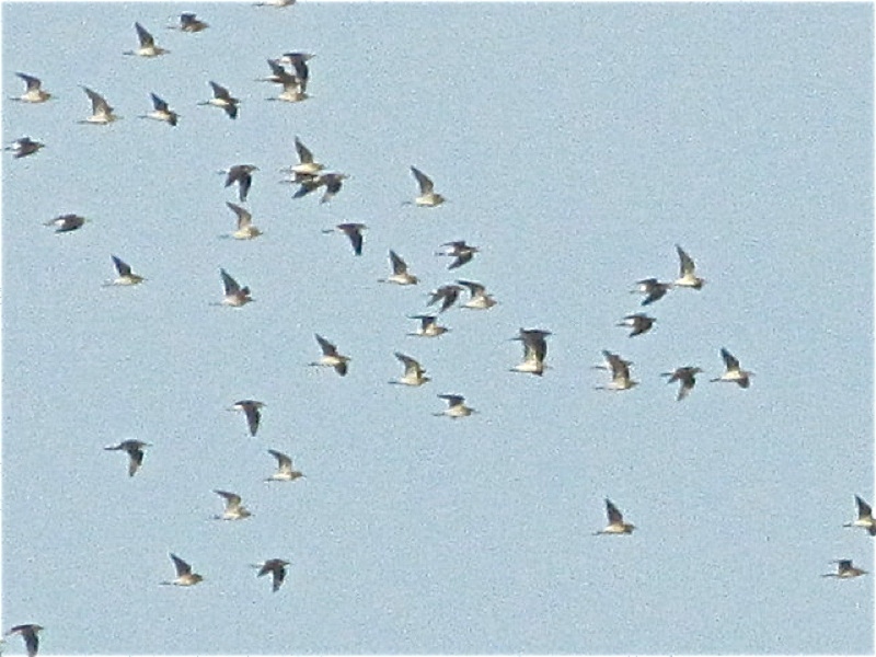 identificazione stormo uccelli