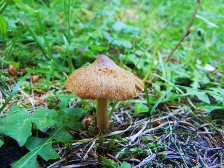 Agosto nei boschi del Trentino , seconda puntata