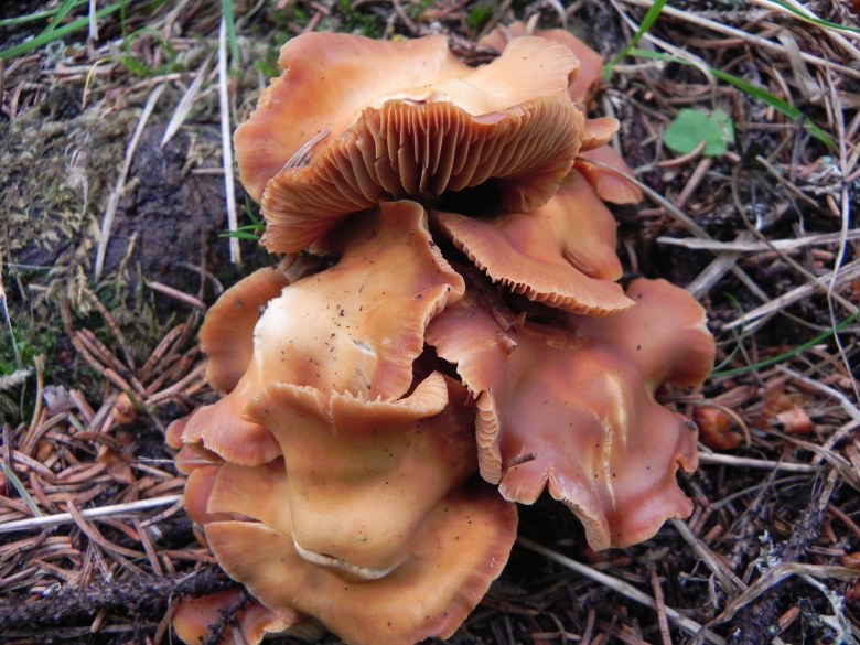 Agosto nei boschi del Trentino , seconda puntata