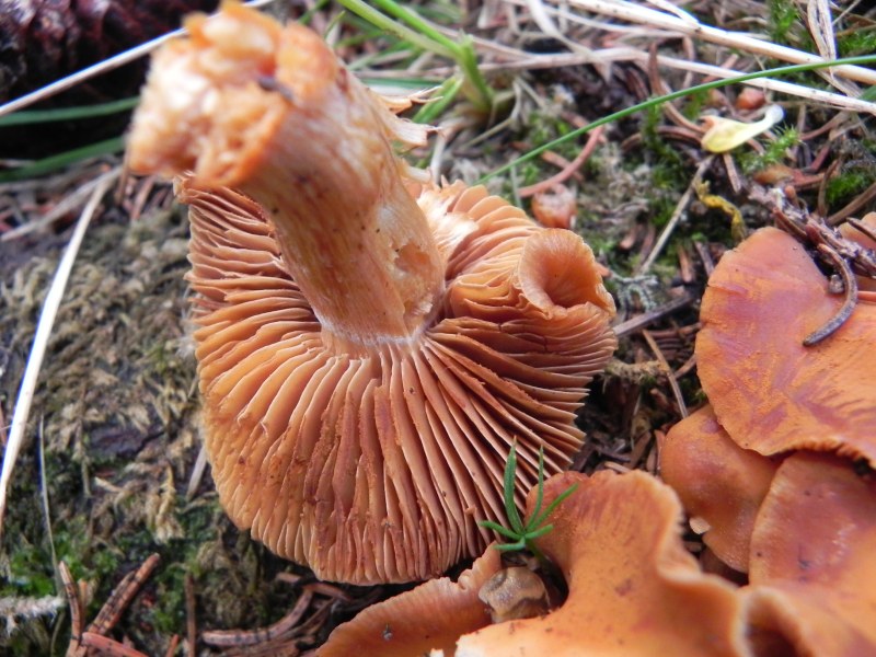 Agosto nei boschi del Trentino , seconda puntata