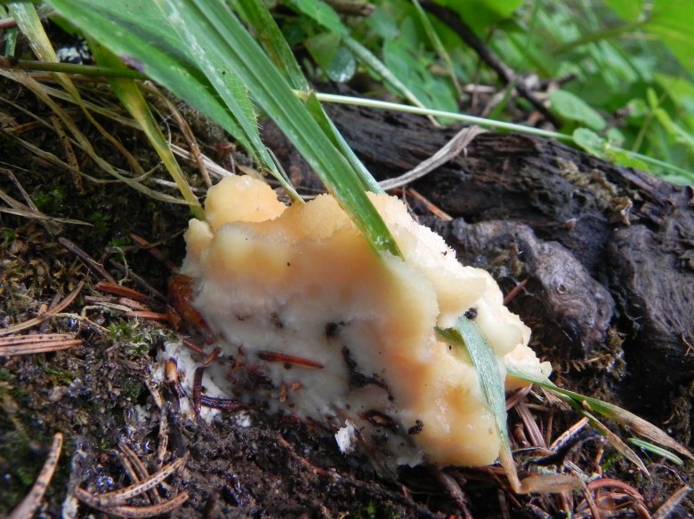 nella pecceta