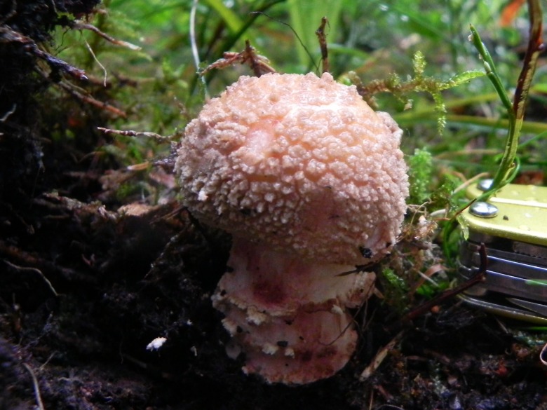 Agosto nei boschi del Trentino, terza puntata