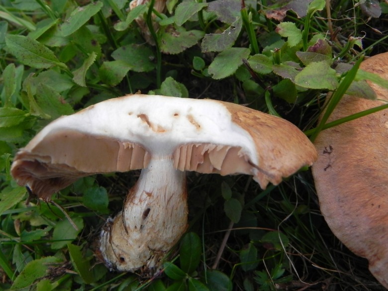 Agosto nei boschi del Trentino, terza puntata