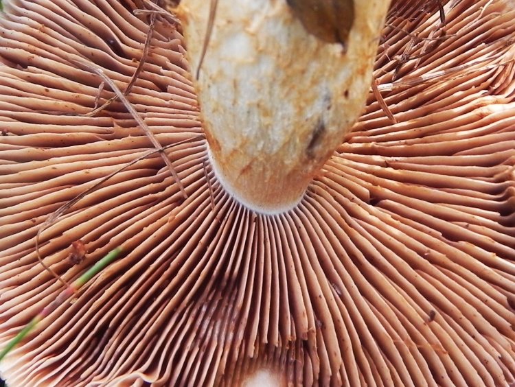 Agosto nei boschi del Trentino, terza puntata