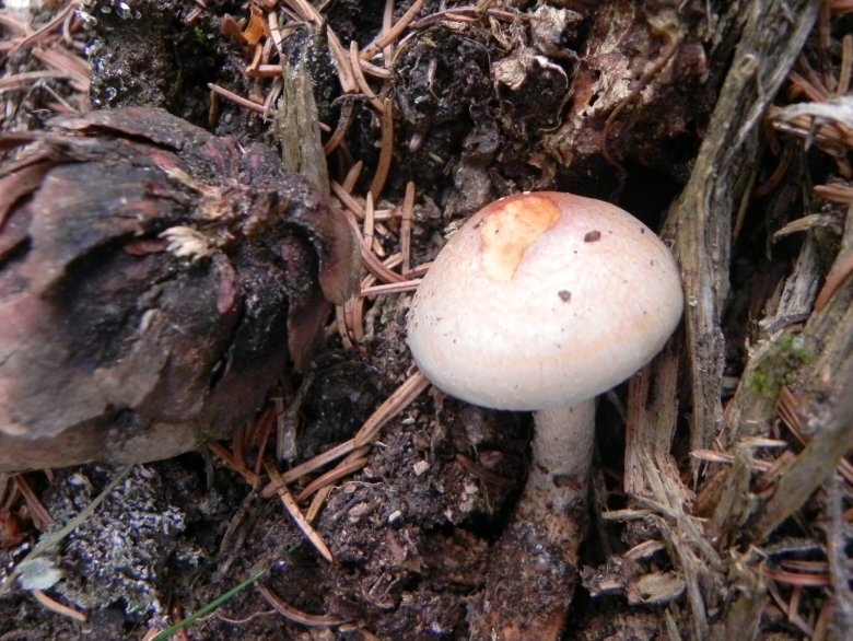 Agosto nei boschi del Trentino