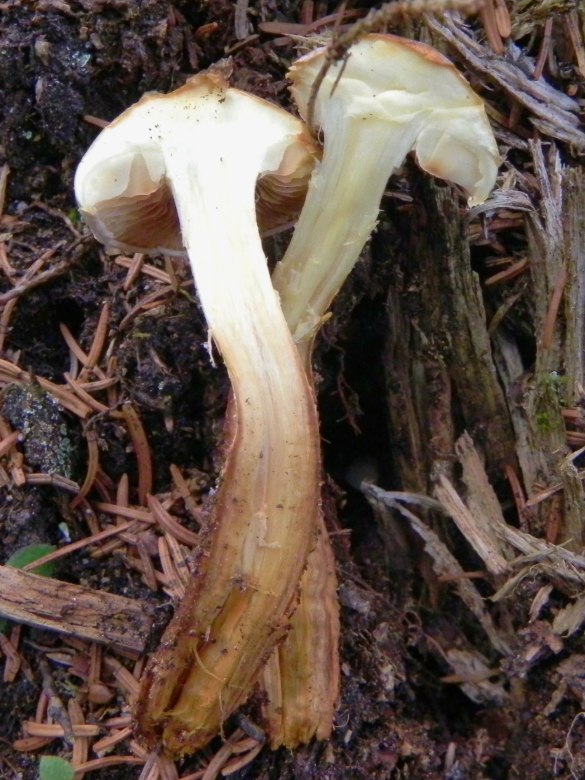 Agosto nei boschi del Trentino