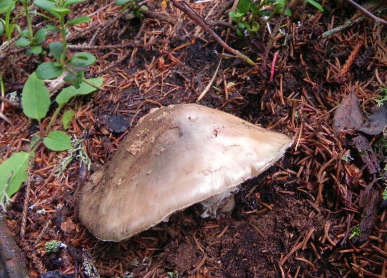Agosto nei boschi del Trentino