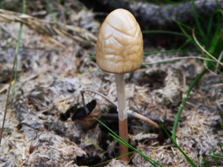 Agosto nei boschi del Trentino, terza puntata