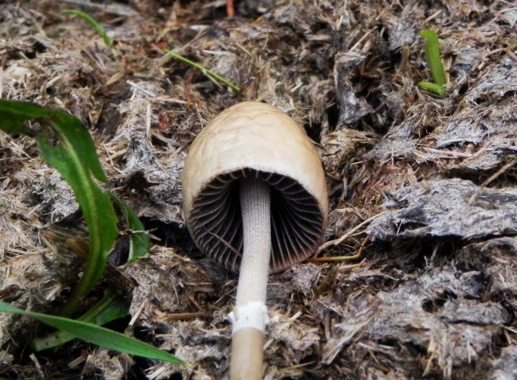 Agosto nei boschi del Trentino, terza puntata
