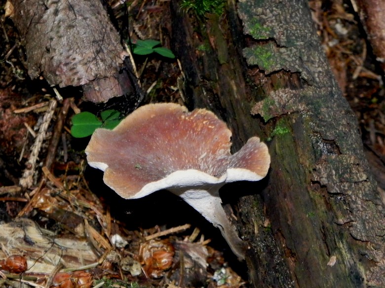 Agosto nei boschi del Trentino