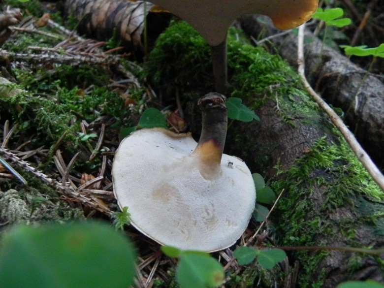 Agosto nei boschi del Trentino