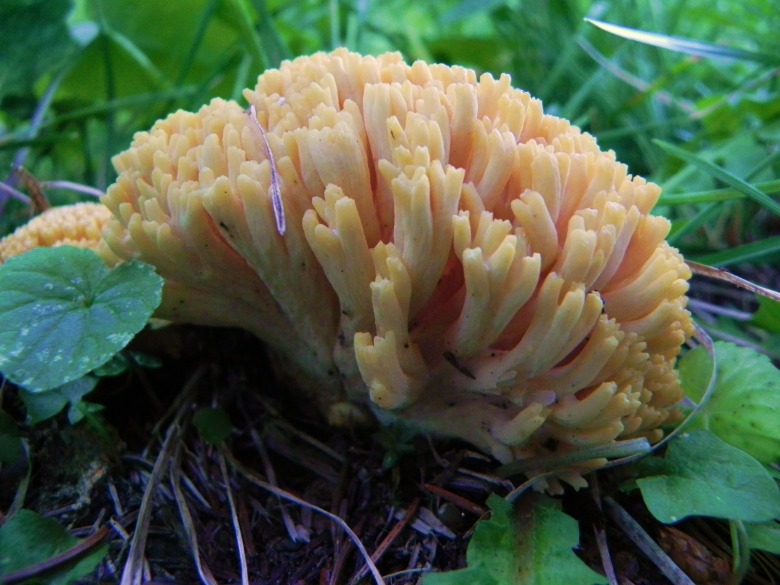 Agosto nei boschi del Trentino , seconda puntata