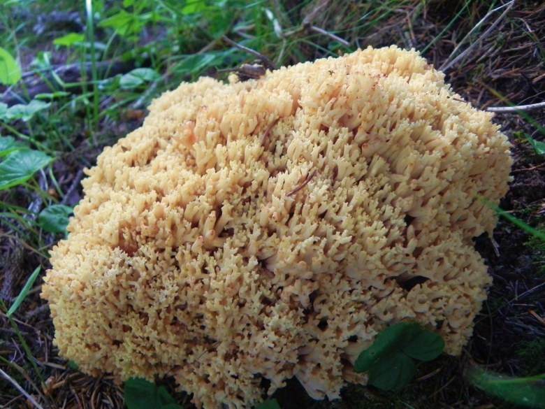 Agosto nei boschi del Trentino , seconda puntata