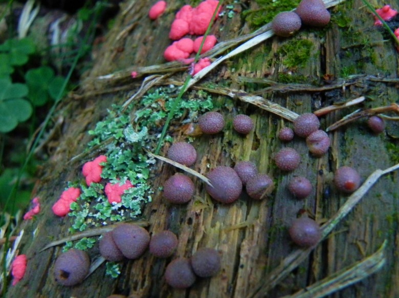 Agosto nei boschi del Trentino , seconda puntata