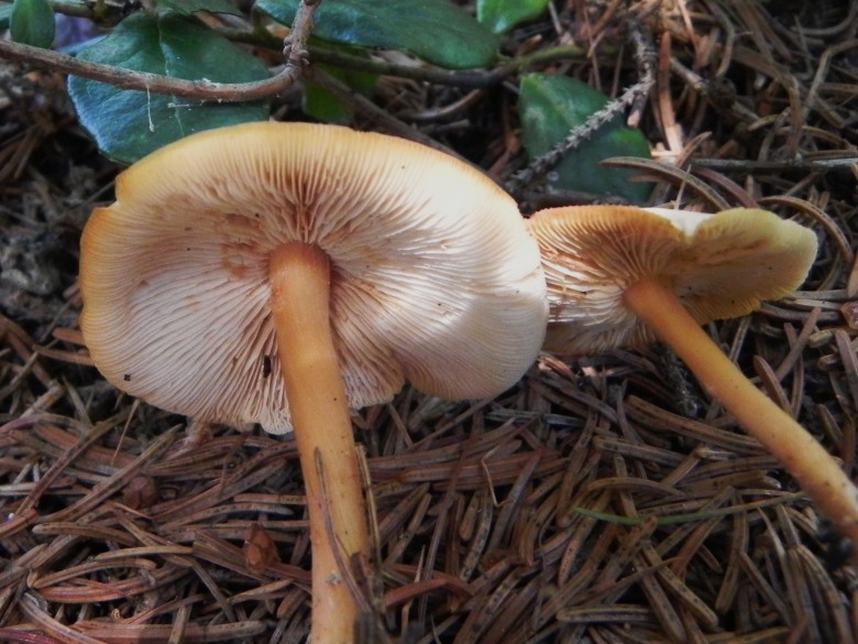 Agosto nei boschi del Trentino , seconda puntata