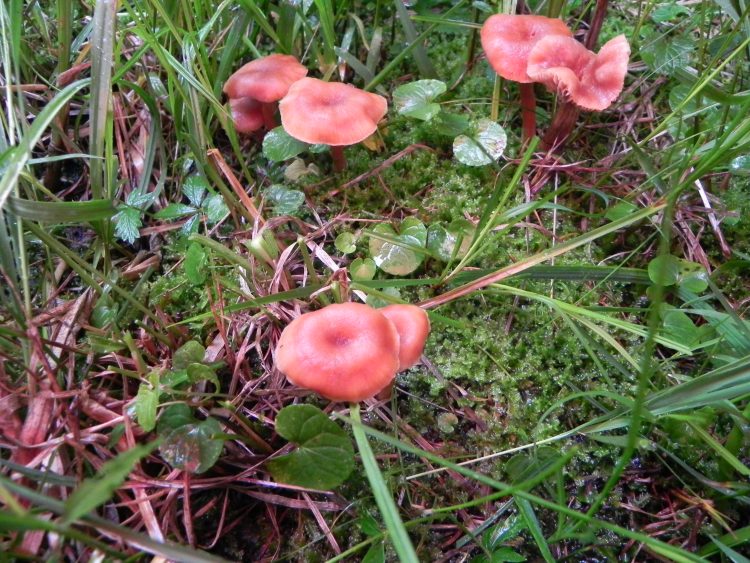 Agosto nei boschi del Trentino, terza puntata