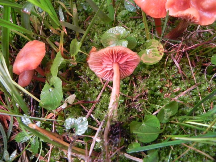 Agosto nei boschi del Trentino, terza puntata
