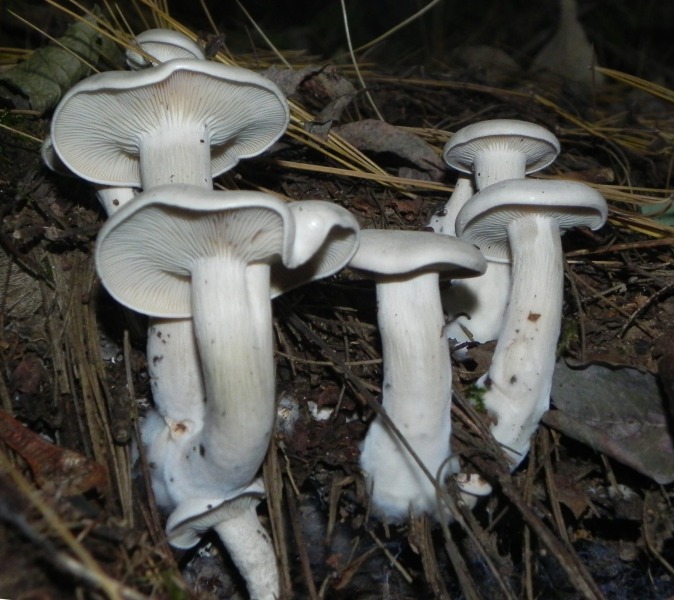 Clitocybe nivea?