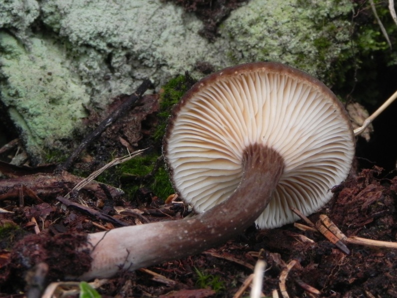 Lactarius lignyotus?