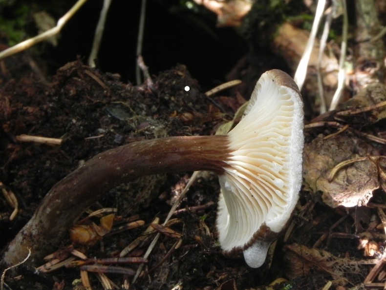 Lactarius lignyotus?